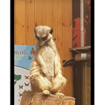 meercat group