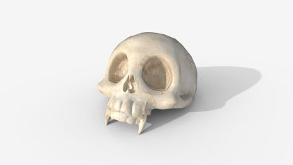 Stylized Animal Skull - Low Poly Game Ready PBR preview 4