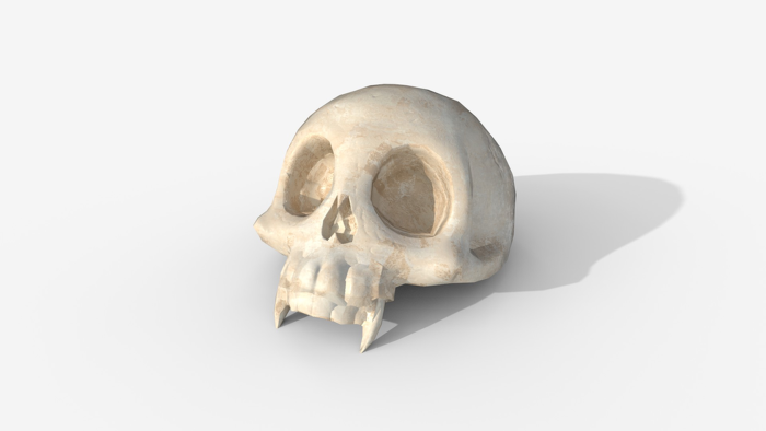 Stylized Animal Skull - Low Poly Game Ready PBR preview 4
