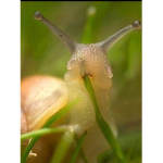 Cool snails!