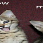ᅠ