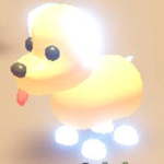 colour pets