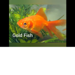 Lil fishy nation