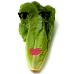 the lettuce cult
