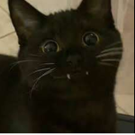 I.heart..catz