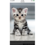Cute cats and kittens Squad
