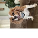 Tucker 301 puppy