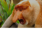 BigNoseMonkey