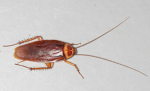 better roach