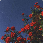 ~dying roses~