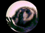 Raccoon group.