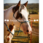 Happy Star Stables