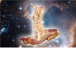BACON Cats 22