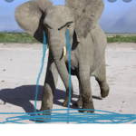 •Elephant Hangout•