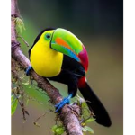 Tropical Exotic Fan Group
