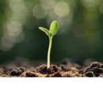 -Sprouts-