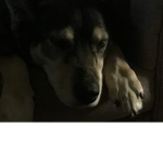 #### Rudy