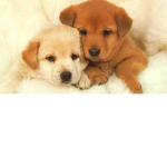 Dog internit