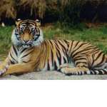#TlGER NATION
