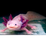 Solo ajolotes UwU
