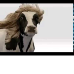 cows are cuties