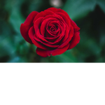The Roses Family!