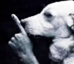 shh dogs ugc