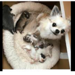 Unlimited Chihuahuas studios
