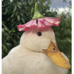 Very Cool Ducks