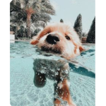 •Pᴀʀᴀᴅɪsᴇ•