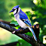 The BlueJay Handout