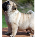 Pug and others squad