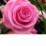 Roses. Violets.