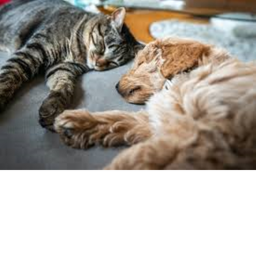 Dogs and cats hang center game!