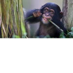 Monkez gang