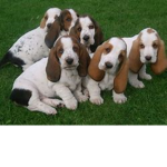 Team Basset Hound