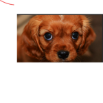 Preppy_com