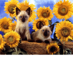 Aesthetic Kittens