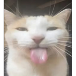 Lily’s vibe