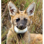 Canines rule!