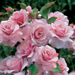 Darkness Rose