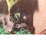 Geck Gang