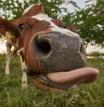 Sooooooo cows