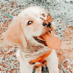 Simply x Mochi fan group