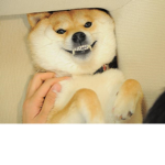 dog dog