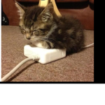 Bread cat clan