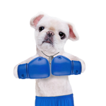 Boxing puppies