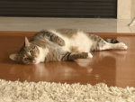 All about cat facts