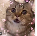 kuroomii