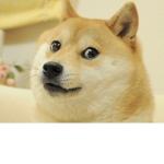 The doge that wows